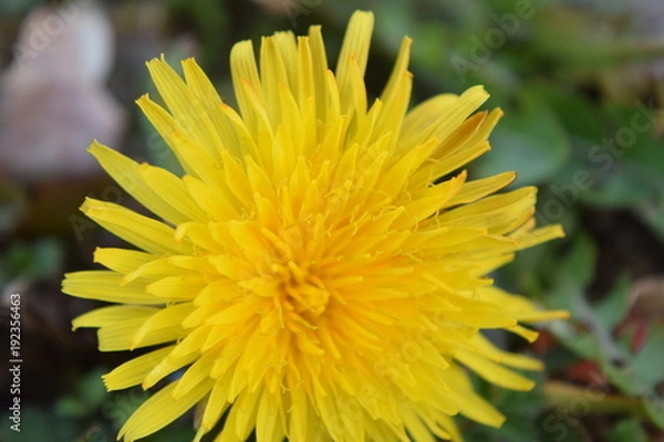 Fototapeta Yellow flower