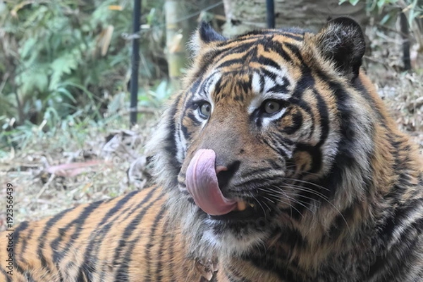 Obraz スマトラトラ