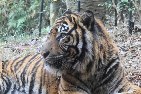 Obraz スマトラトラ