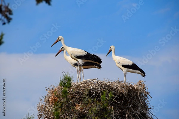Fototapeta Stork Nest