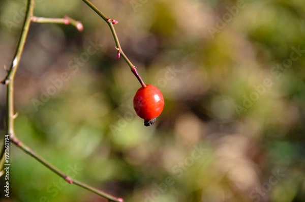 Fototapeta Lonely Rose Hip