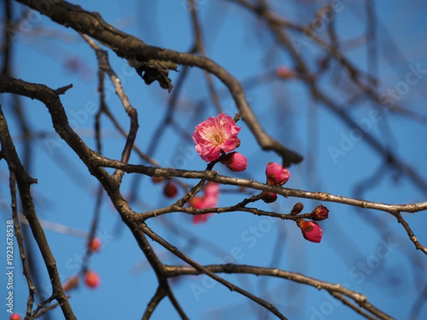 Obraz 植物　自然　春　花　風景