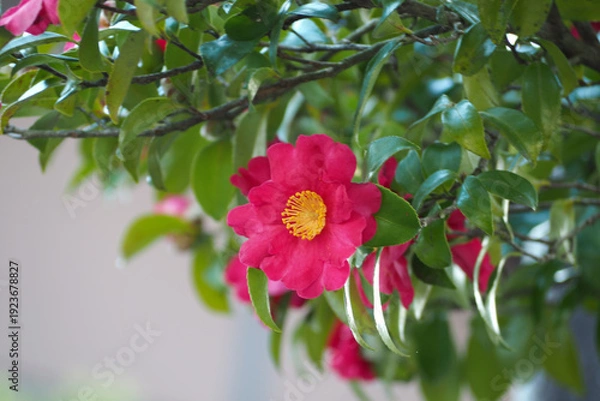 Obraz 自然　植物　公園　花