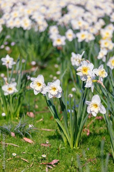 Fototapeta Beautiful daffodils on sunshine in springtime
