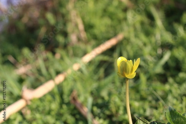 Obraz 日差しに煌めくヒメリュウキンカの表情