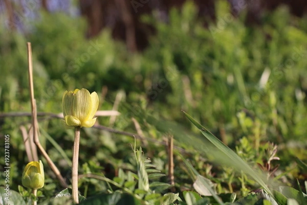 Obraz 太陽に向かって開くヒメリュウキンカの花