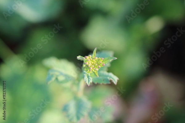 Obraz 春の光に包まれたからし菜の蕾芽