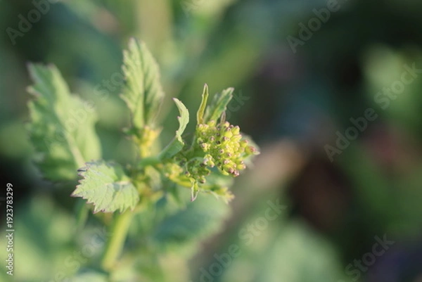 Obraz 菜園に輝くからし菜の瑞々しい蕾