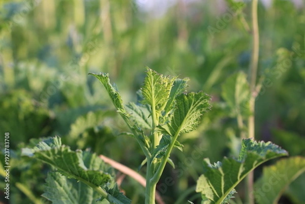 Obraz 成長するからし菜のシンプルな蕾
