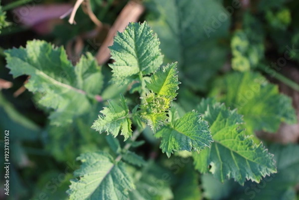 Obraz 春の訪れを告げるからし菜の蕾