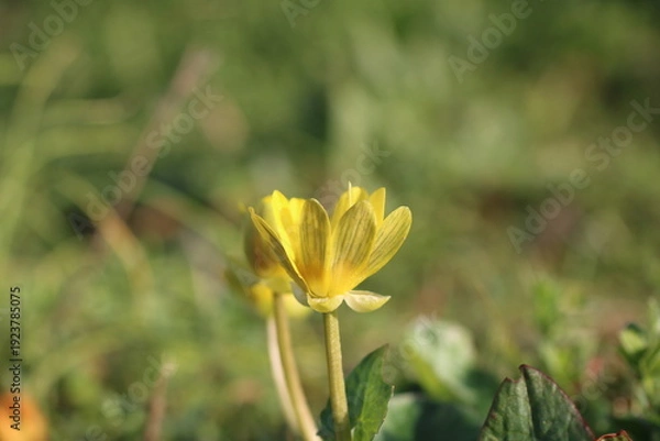 Obraz シンプルで可憐なヒメリュウキンカの接写