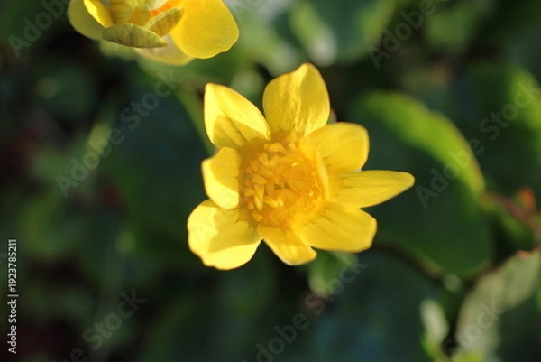 Obraz 鮮やかな黄色が美しいヒメリュウキンカ