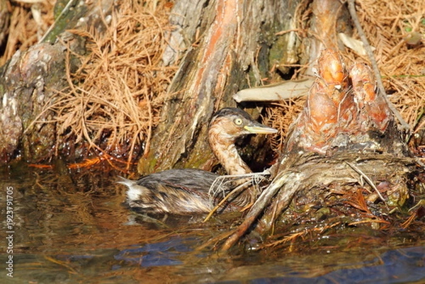 Obraz カイツブリ