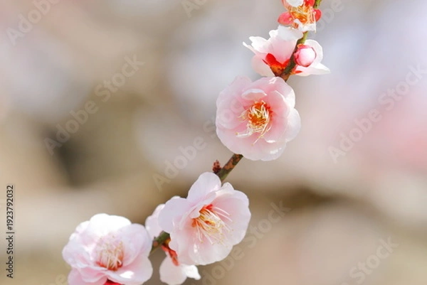 Obraz 梅の花（見驚）