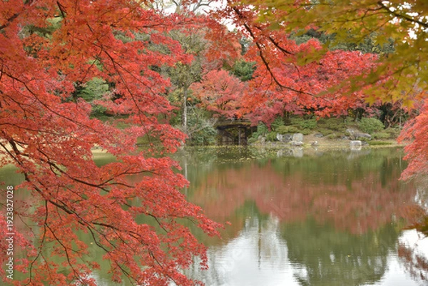 Obraz 秋の京都仙洞御所　北池のモミジ(京都市上京区)