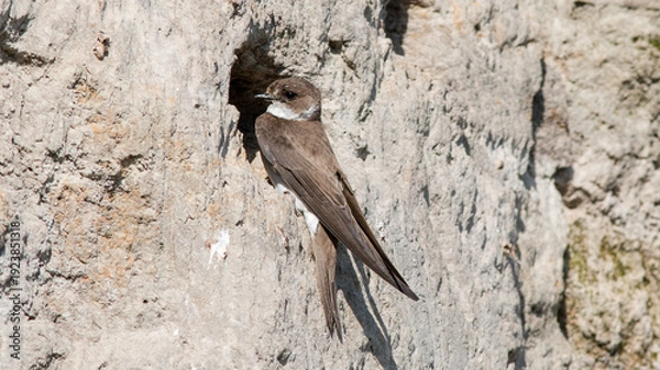 Fototapeta lizard on the stone