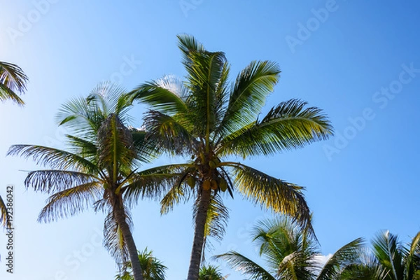 Fototapeta Palm trees with coconuts on a blue sky background. Roatan, Honduras.