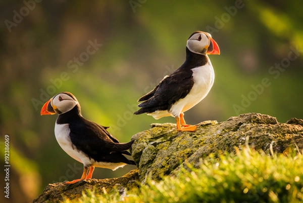 Obraz Puffin couple