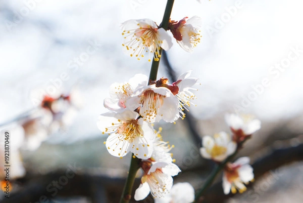 Obraz 早春の梅園に咲く白い梅の花