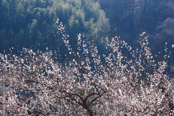 Obraz 早春の山に咲く白梅