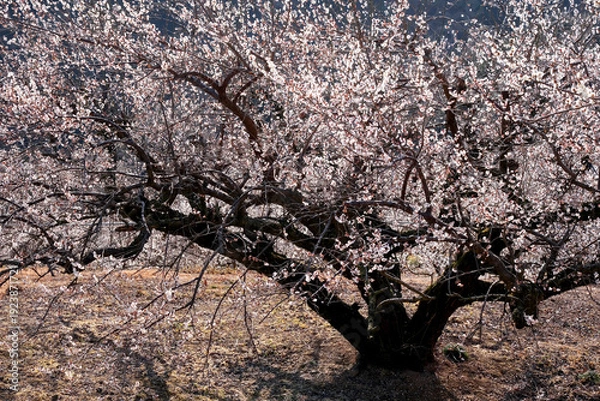 Obraz 早春の山に咲く白梅