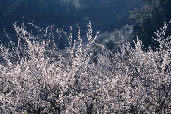 Obraz 早春の山に咲く白梅