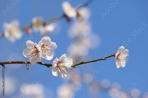 Obraz 早春の梅園に咲く白い梅の花