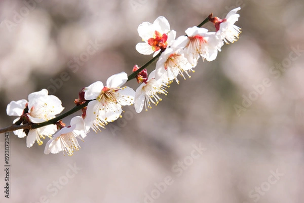 Obraz 早春の梅園に咲く白い梅の花