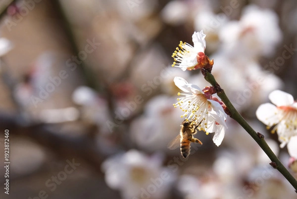 Obraz 早春の梅園に咲く白い梅の花とミツバチ