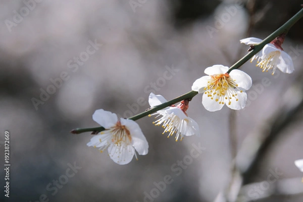 Obraz 早春の梅園に咲く白い梅の花