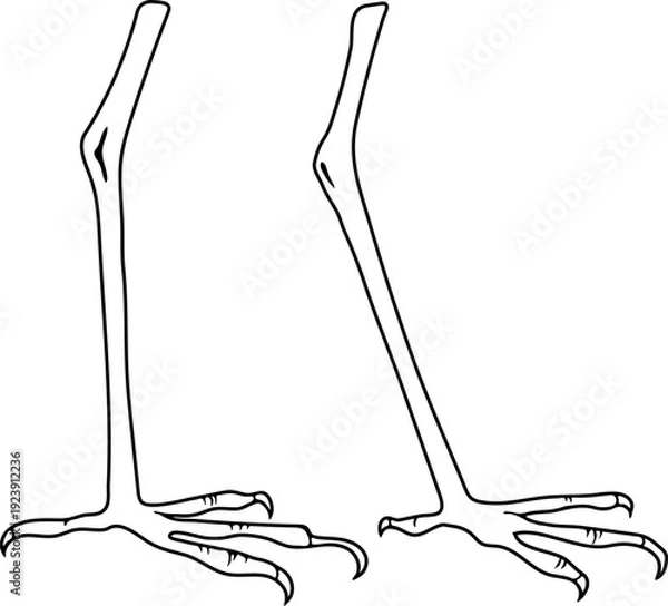 Obraz Coloring page with heron's legs	