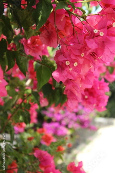 Obraz ブーゲンビリア