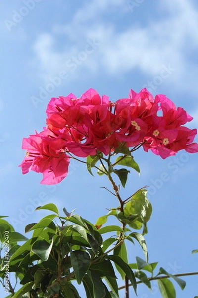 Obraz ブーゲンビリア