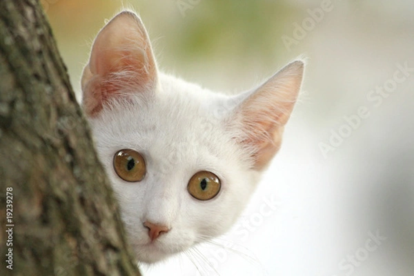 Obraz White kitten