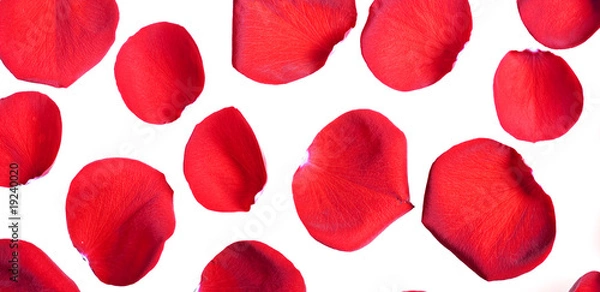 Obraz Red rose petals on white.