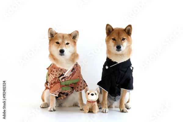 Obraz 柴犬・着物