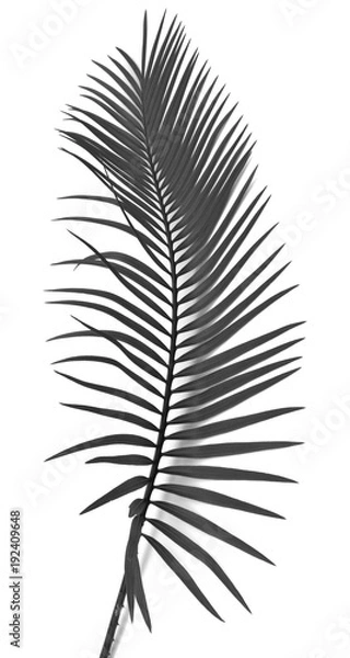 Fototapeta feuille de palmier