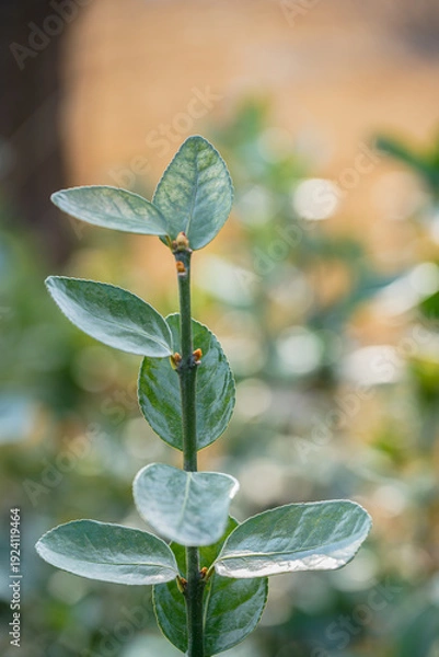 Obraz 겨울에도 녹색 잎으로 자라는 야생풀 