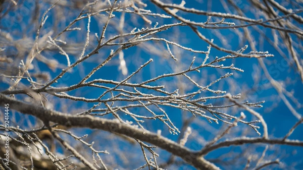 Fototapeta Snow On Tree Branches