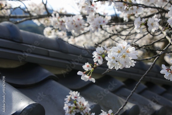 Obraz 桜と屋根