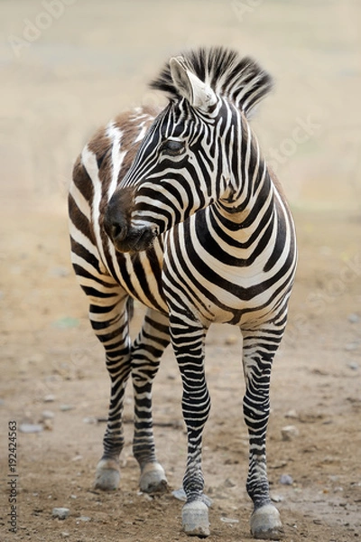Obraz zebra,