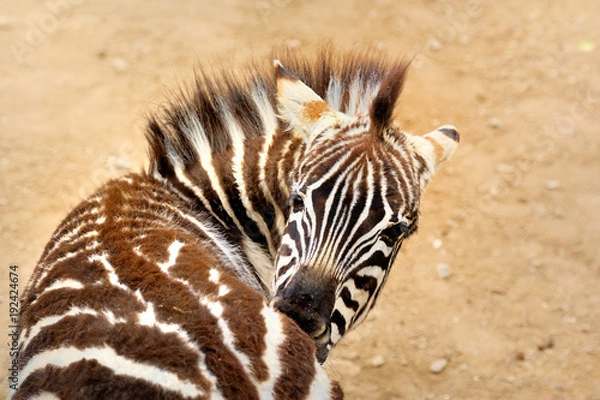 Obraz  Zebra,