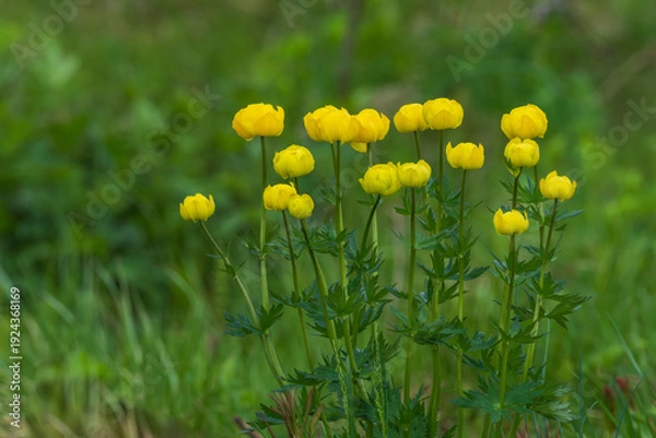 Obraz Globeflower (Trollius europaeus)