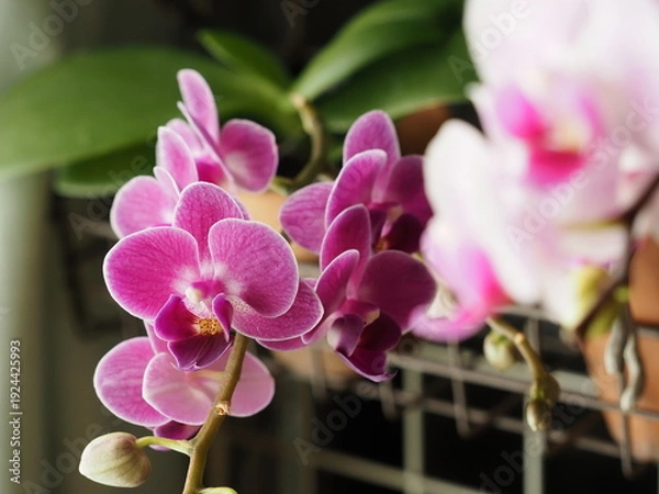 Obraz 胡蝶蘭の花が咲いた