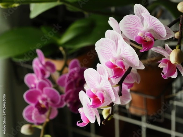 Obraz ピンクの花が咲いた