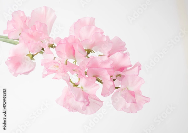 Obraz スイートピー　白バック