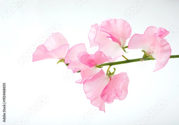 Obraz スイートピー　白バック