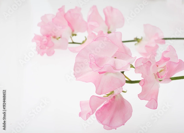 Obraz スイートピー　白バック