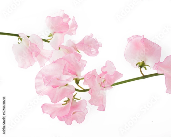 Obraz スイートピー　白バック