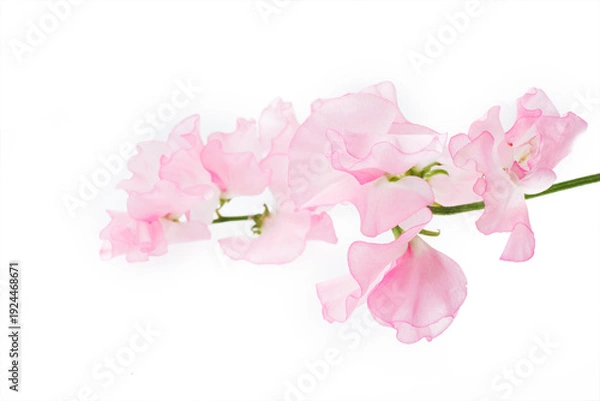 Obraz スイートピー　白バック